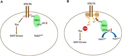 Ras and Rab Interactor 3: From Cellular Mechanisms to Human Diseases